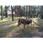 Zdjęcia użytkowników Xiaomi Mi A2 Lite