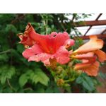 Zdjęcia użytkowników Xiaomi Mi A2 Lite