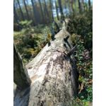 Zdjęcia użytkowników Xiaomi Mi A2