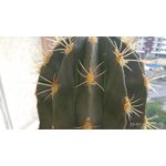 ZDJĘCIA Z TEGO TELEFONU