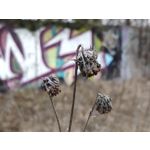 Zdjęcia użytkowników Xiaomi Mi Mix 3