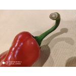 Zdjęcia użytkowników Xiaomi Mi Mix 3