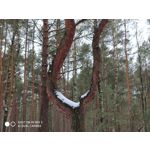 Zdjęcia użytkowników Xiaomi Mi Mix 3