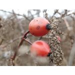 Zdjęcia użytkowników Xiaomi Mi Mix 3