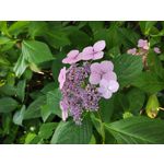 Zdjęcia użytkowników Xiaomi Mi Note 10 Lite