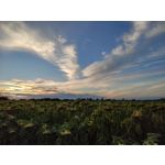 Zdjęcia użytkowników Xiaomi Mi Note 10 Lite