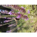 Zdjęcia użytkowników Xiaomi Mi Note 10 Lite