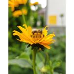 Zdjęcia użytkowników Xiaomi Mi Note 10 Pro