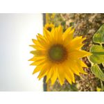 Zdjęcia użytkowników Xiaomi Mi Note 10 Pro