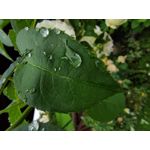 ZDJĘCIA Z TEGO TELEFONU