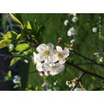Zdjęcia użytkowników Xiaomi Mi 6