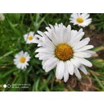 Zdjęcia użytkowników Xiaomi Mi MIX 2S