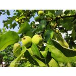 Zdjęcia użytkowników Xiaomi Mi MIX 2S