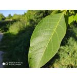 Zdjęcia użytkowników Xiaomi Mi MIX 2S