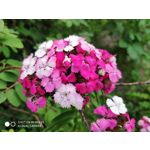 Zdjęcia użytkowników Xiaomi Mi MIX 2S