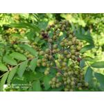 Zdjęcia użytkowników Xiaomi Mi MIX 2S