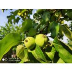 Zdjęcia użytkowników Xiaomi Mi MIX 2S