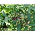 Zdjęcia użytkowników Xiaomi Mi MIX 2S