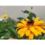 Zdjęcia użytkowników Xiaomi Mi MIX 2S