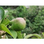 Zdjęcia użytkowników Xiaomi Mi MIX 2S