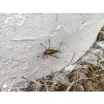 Zdjęcia użytkowników Xiaomi Mi MIX 2S