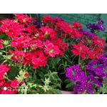 Zdjęcia użytkowników Xiaomi Mi MIX 2S