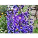 Zdjęcia użytkowników Xiaomi Mi MIX 2S