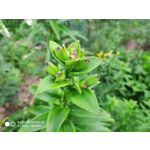 Zdjęcia użytkowników Xiaomi Mi MIX 2S