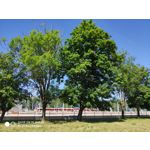 Zdjęcia użytkowników Xiaomi Mi MIX 2S