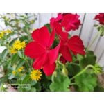 Zdjęcia użytkowników Xiaomi Mi MIX 2S