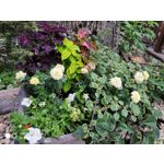 Zdjęcia użytkowników Xiaomi Mi MIX 2S