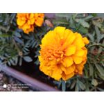 Zdjęcia użytkowników Xiaomi Mi MIX 2S