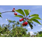 Zdjęcia użytkowników Xiaomi Mi MIX 2S