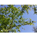 Zdjęcia użytkowników Xiaomi Mi MIX 2S