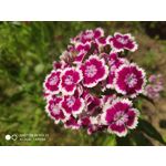 Zdjęcia użytkowników Xiaomi Mi MIX 2S