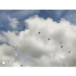 Zdjęcia użytkowników Xiaomi Mi MIX 2S