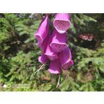 Zdjęcia użytkowników Xiaomi Mi MIX 2S