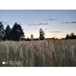 Zdjęcia użytkowników Xiaomi Mi MIX 2S