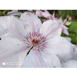 Zdjęcia użytkowników Xiaomi Mi MIX 2S