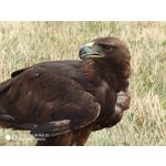 Zdjęcia użytkowników Xiaomi Mi MIX 2S