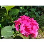 Zdjęcia użytkowników Xiaomi Mi MIX 2S