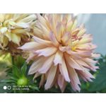 Zdjęcia użytkowników Xiaomi Mi MIX 2S