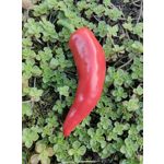 ZDJĘCIA Z TEGO TELEFONU