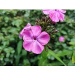Zdjęcia użytkowników Xiaomi Poco F2 Pro