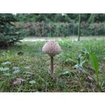 Zdjęcia użytkowników Xiaomi Pocophone F1 Zdjęcia użytkowników Xiaomi Pocophone F1