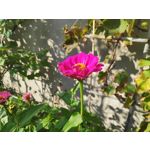 Zdjęcia użytkowników Xiaomi Pocophone F1 Zdjęcia użytkowników Xiaomi Pocophone F1