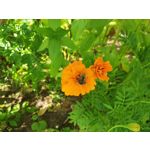 Zdjęcia użytkowników Xiaomi Pocophone F1 Zdjęcia użytkowników Xiaomi Pocophone F1