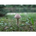 Zdjęcia użytkowników Xiaomi Pocophone F1 Zdjęcia użytkowników Xiaomi Pocophone F1