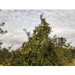 Zdjęcia użytkowników Xiaomi Pocophone F1 Zdjęcia użytkowników Xiaomi Pocophone F1