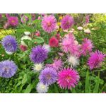 Zdjęcia użytkowników Xiaomi Pocophone F1 Zdjęcia użytkowników Xiaomi Pocophone F1